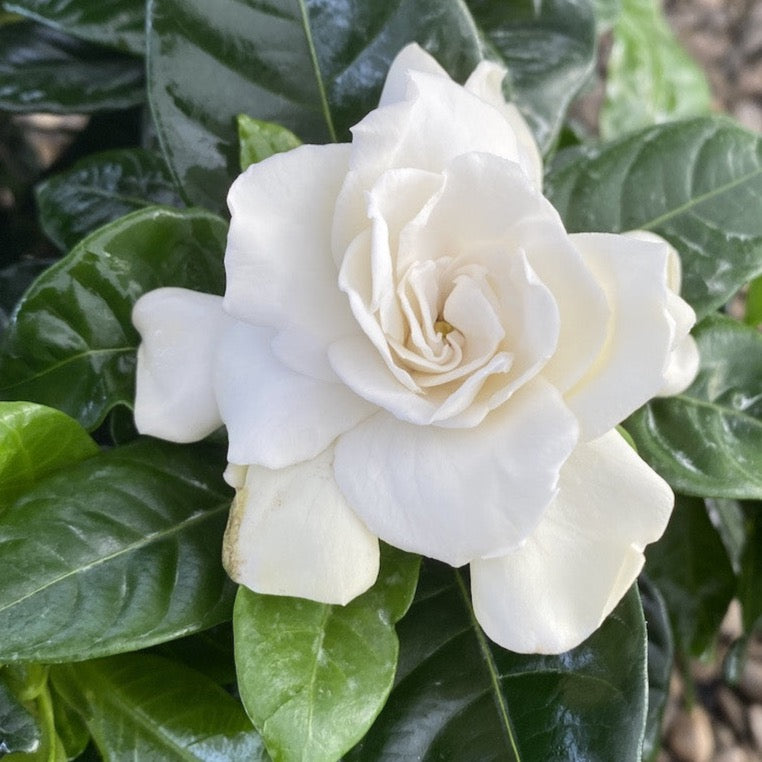 Gardenia Jasminoides (da interno) profumata (3 piante / vaso)