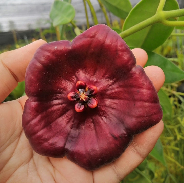 Hoya gigas Schltr. (flori gigant)