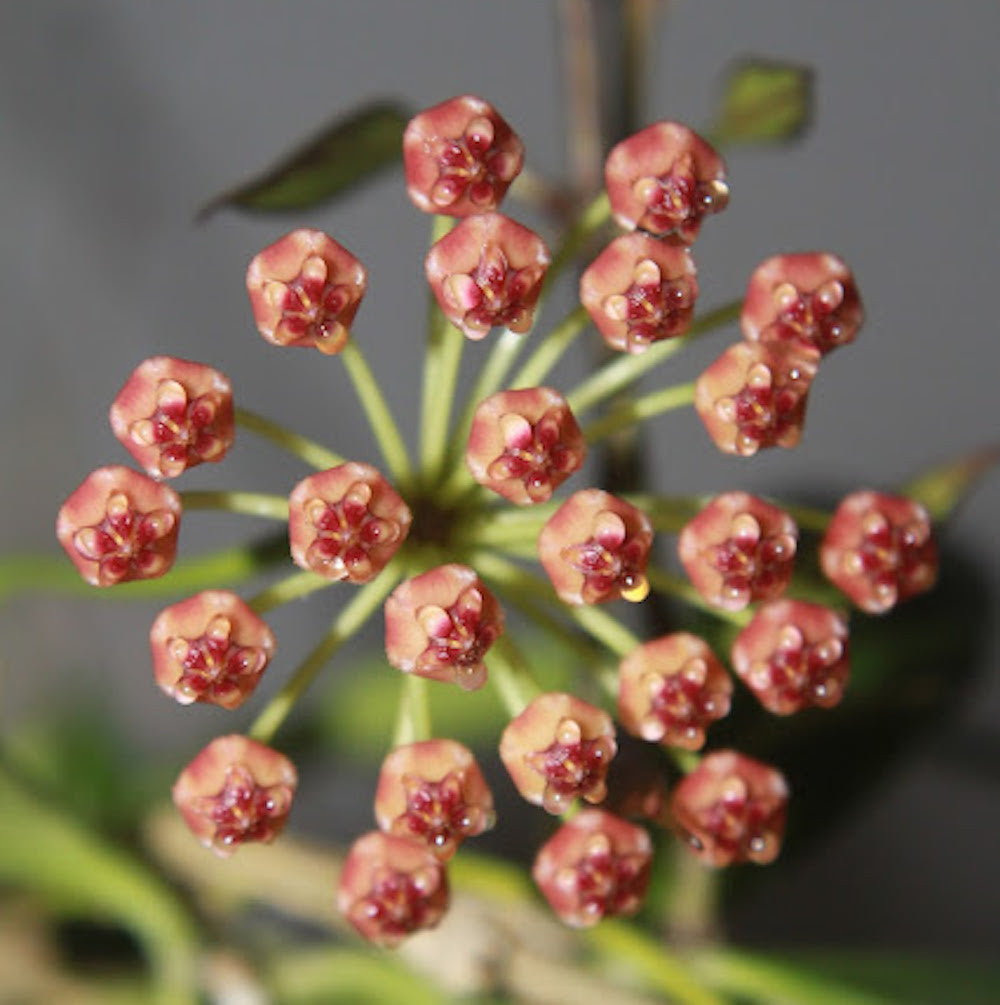 Hoya sp. PNG SV 443