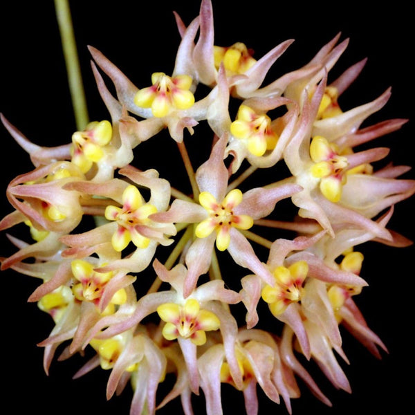 Hoya ruthiae (Hoya sp. 'ut 168')