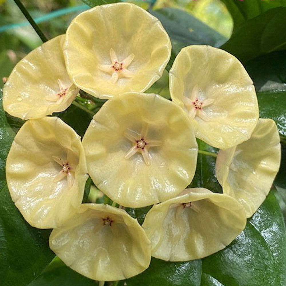 Hoya campanulata Yellow