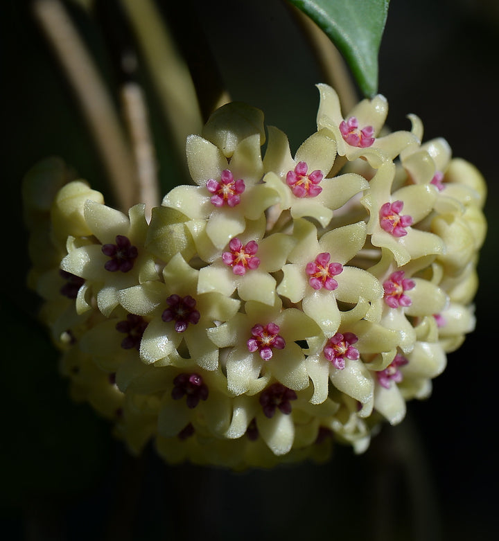 Hoya hanhiae 'Yellow'