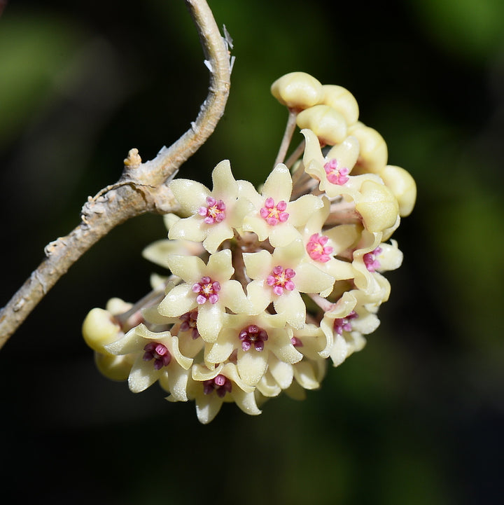 Hoya hanhiae 'Yellow'