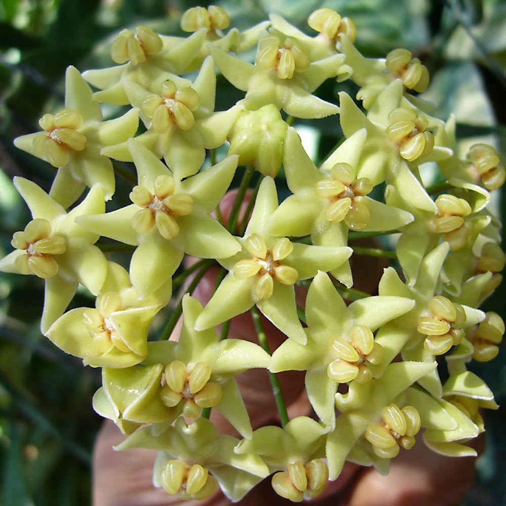 Hoya hypoplasia