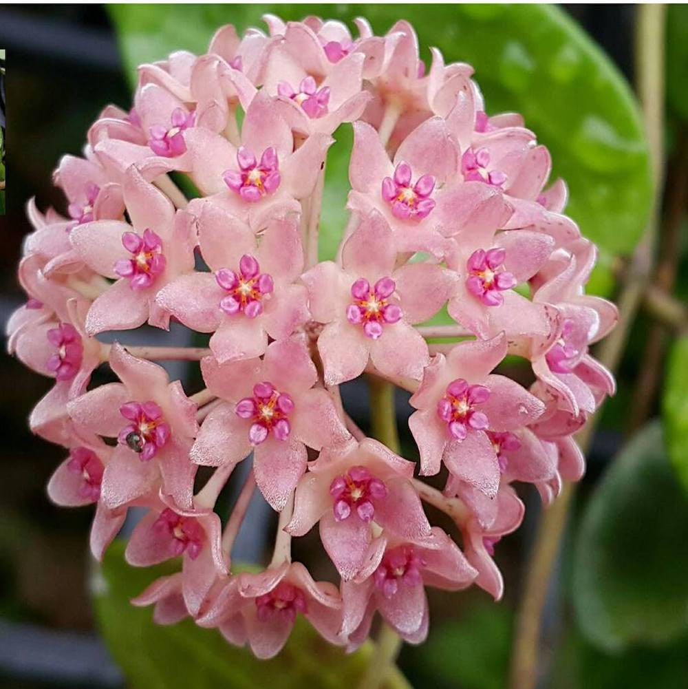 Hoya hanhiae 'Pink' - mirisni cvjetovi D9