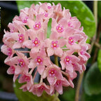 Hoya hanhiae 'Pink' - flori parfumate D9