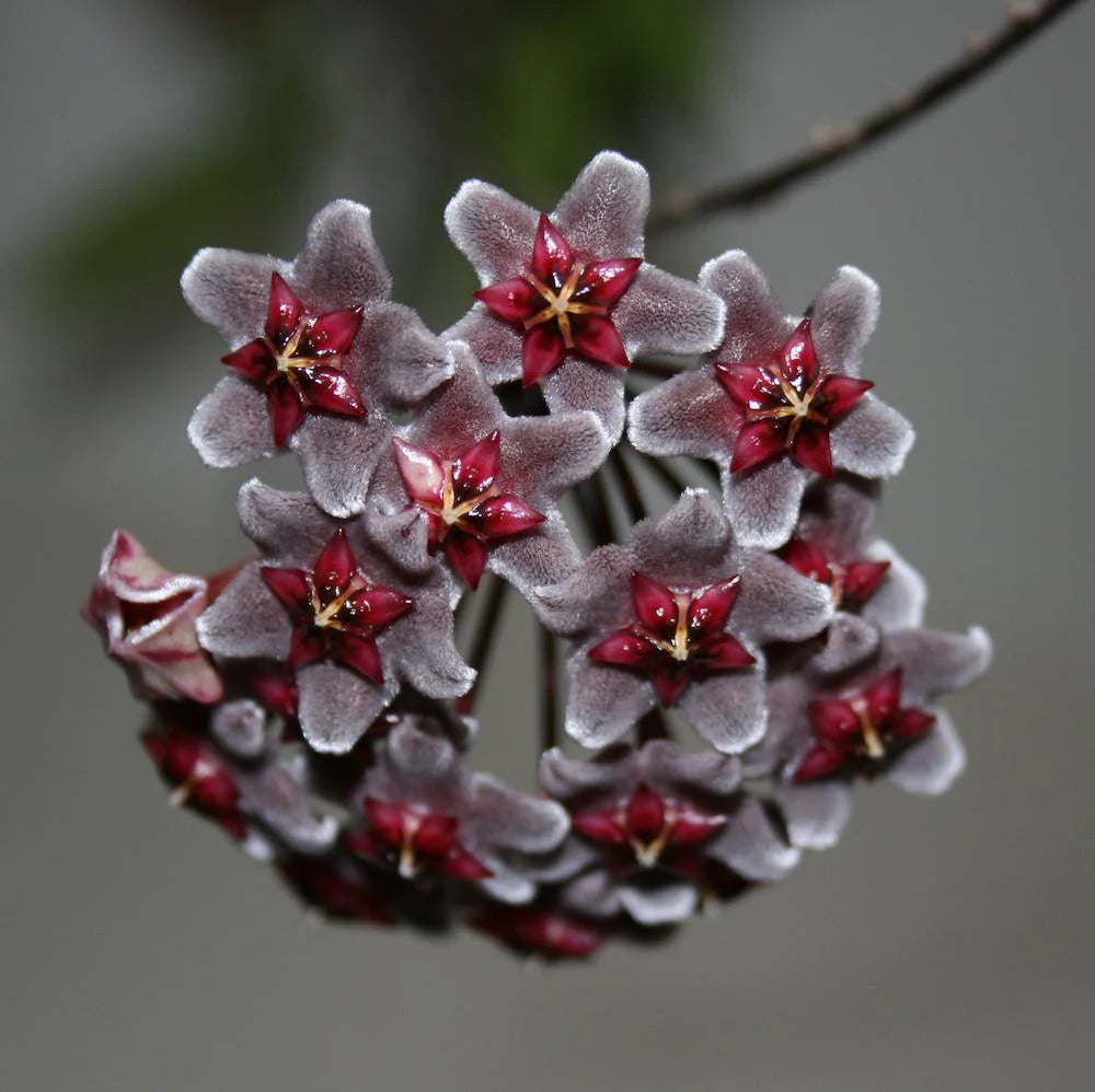 Hoya pubicalyx 'Royal Hawaiian Purple'