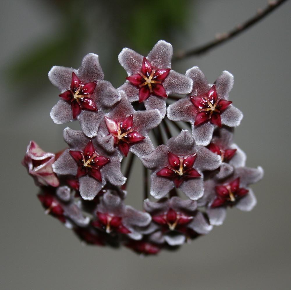 Hoya pubicalyx 'Royal Hawaiian Purple' - exemplare XXL!