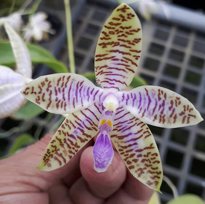 Phalaenopsis lueddemanniana var. coerulea