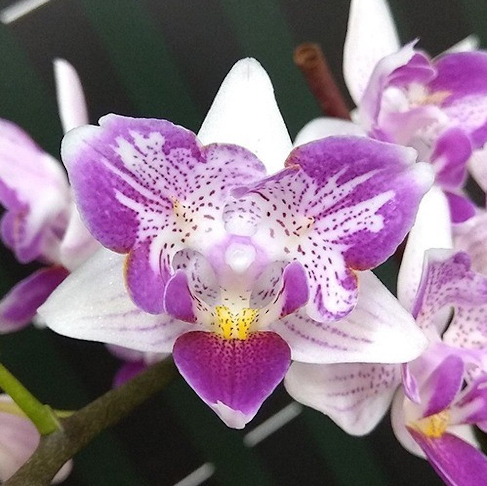 Phalaenopsis Liu's Beauty Taiwan (flori pelorice)