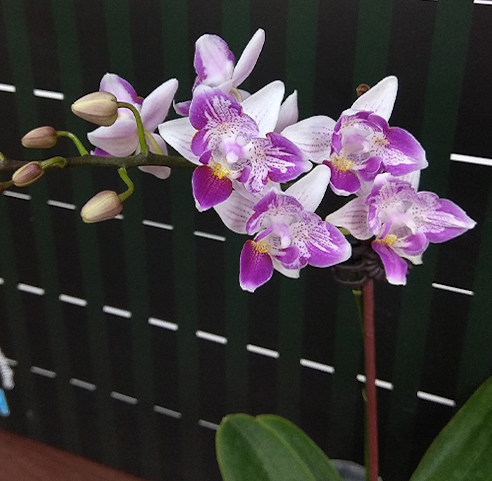 Phalaenopsis Liu's Beauty Taiwan (flori pelorice)