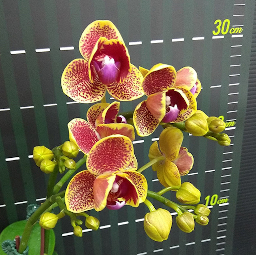 Phalaenopsis Sogo Vieker '456' (flori pelorice)