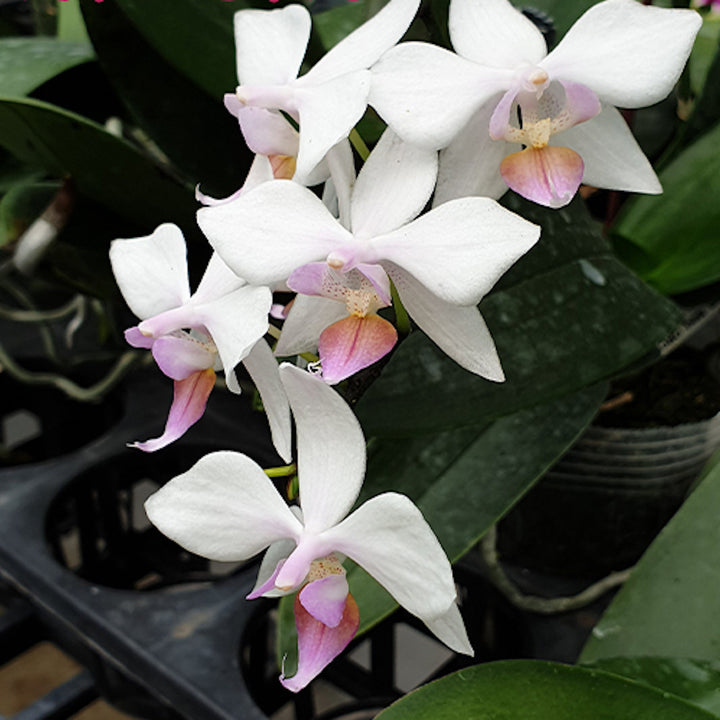 Phalaenopsis intermedia × sib