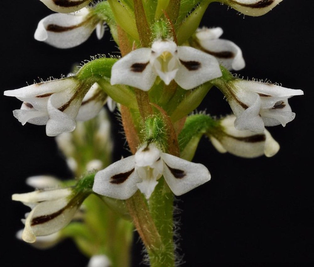 Aspidogyne argentea - orhideea bijuterie