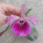 Cattleya Batemanniaua × Brassavola nodosa