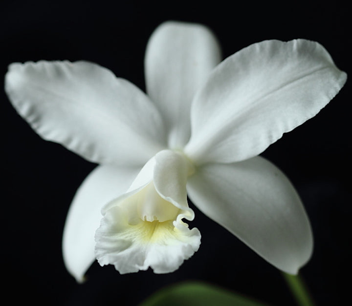 Cattleya intermedia var. alba × self