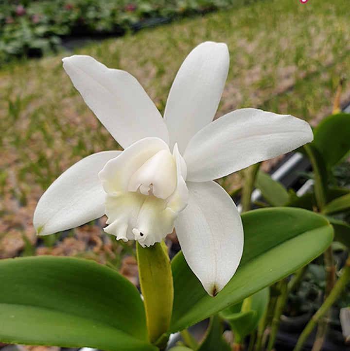 Cattleya intermedia var. alba × self