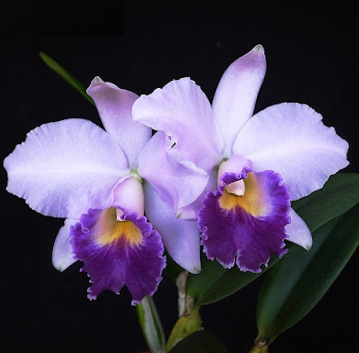 Lc. Hiroshima Melody 'Blue Genie'