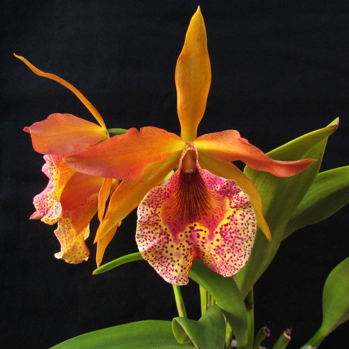 Bc. Keowee 'VI Galaxy'