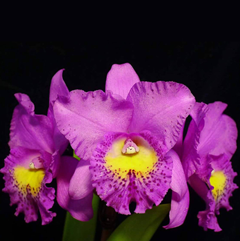 Chz. Hsinying Pink Doll 'Pink Doll'