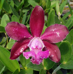 Cattleya Royal Cognac 'Wilson'