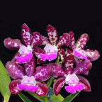 Cattleya Royal Cognac 'Wilson'