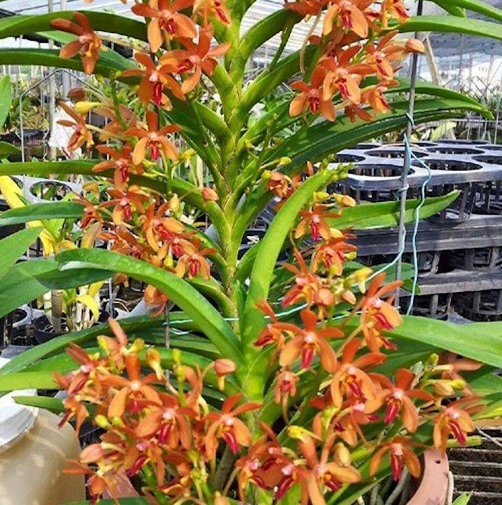 Vanda alpina × curvifolia