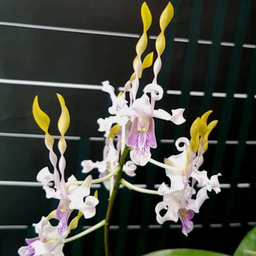 Dendrobium helix × Doctor Uthai