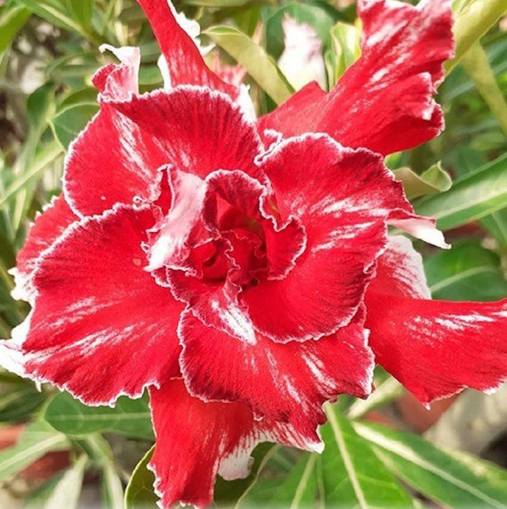 Adenium Obesum 'Tang'