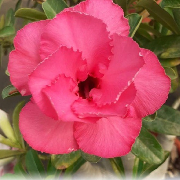 Adenium Obesum 'Tipsy Peach'