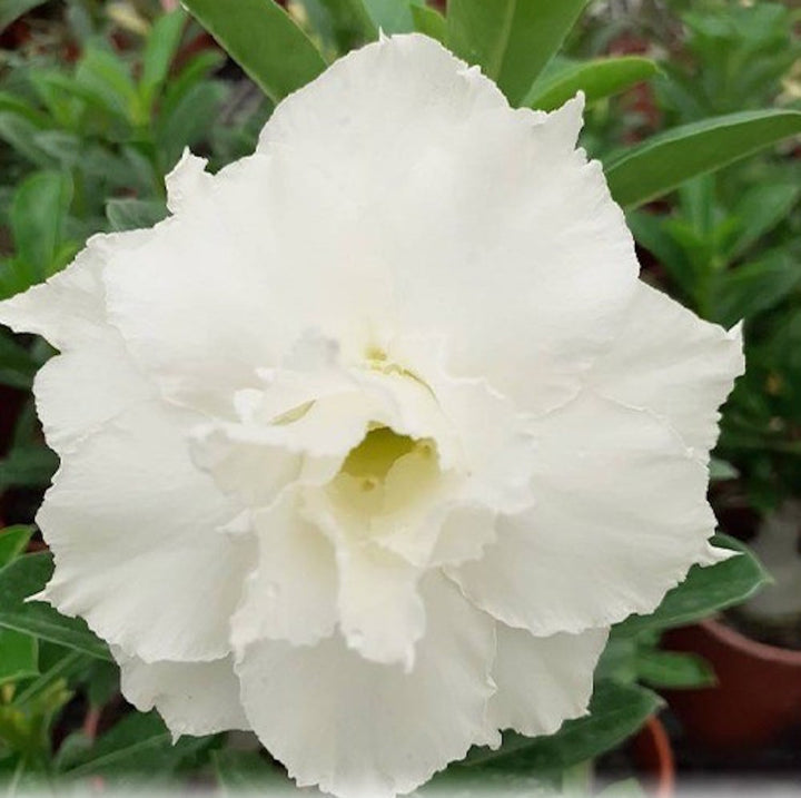 Adenium Obesum 'White Dolphin'