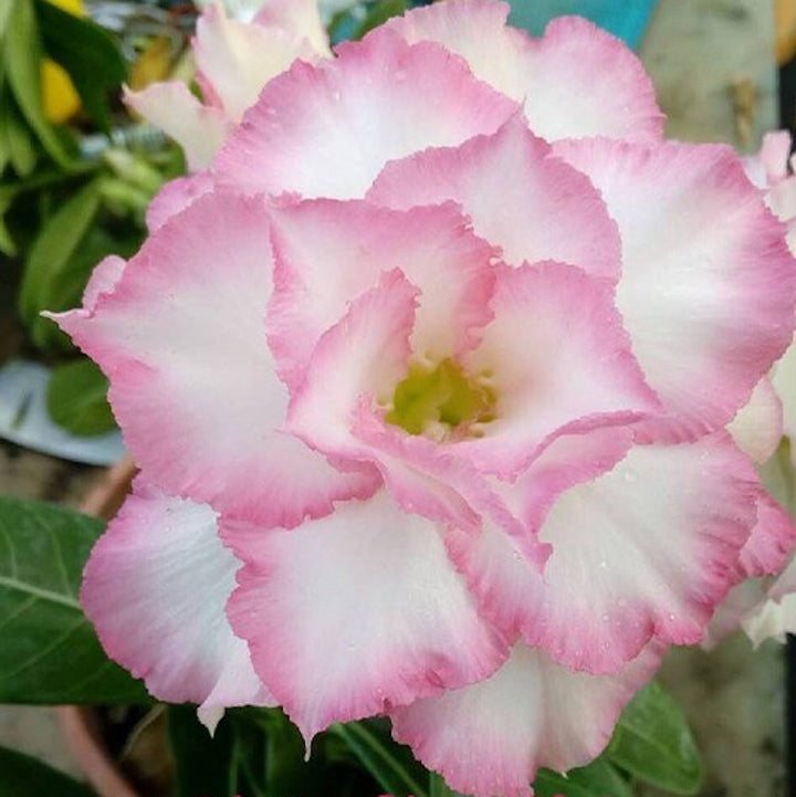 Adenium Obesum 'Joe'