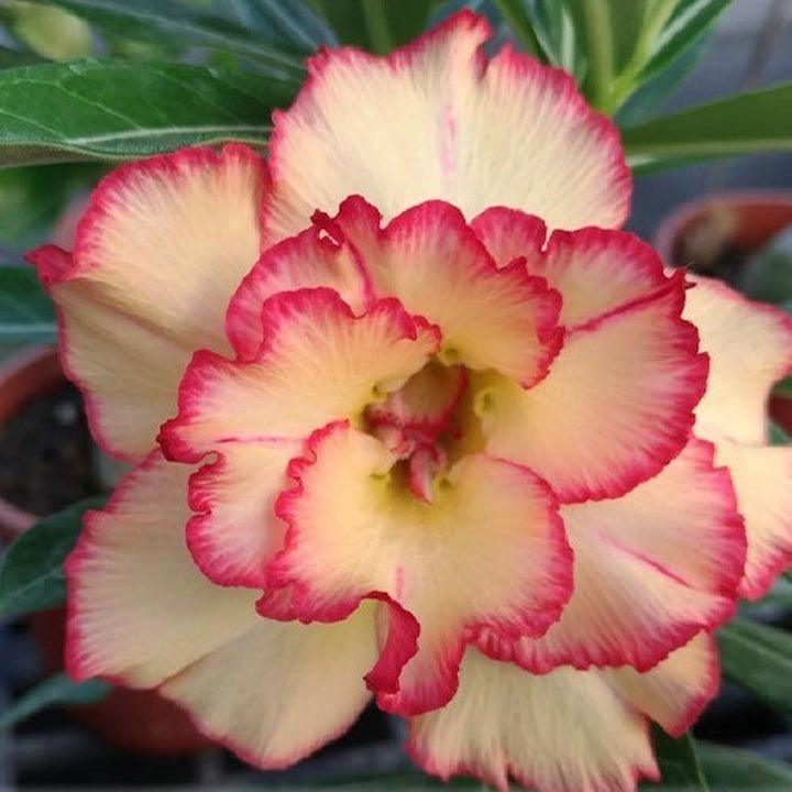 Adenium Obesum 'Sun'