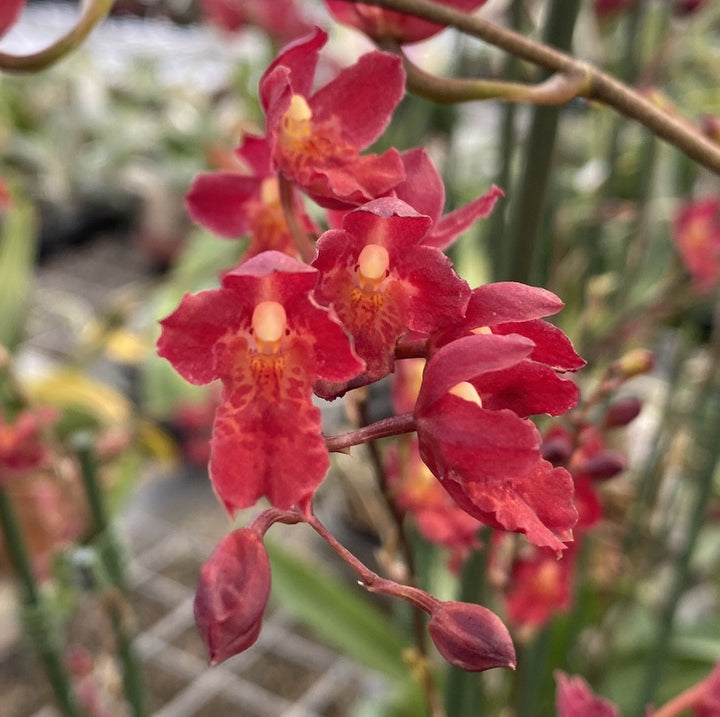 Leomesezia (Howeara) Lava Burst