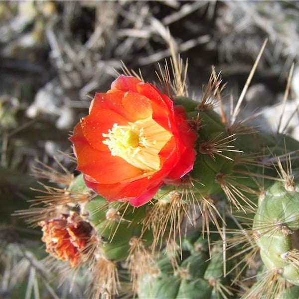 Opuntia Subulata