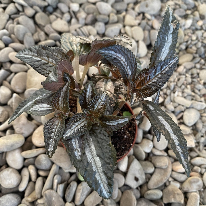 Pilea Silver Tree