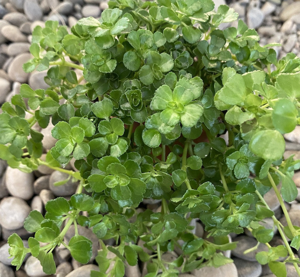 Pilea depressa - Baby Tears