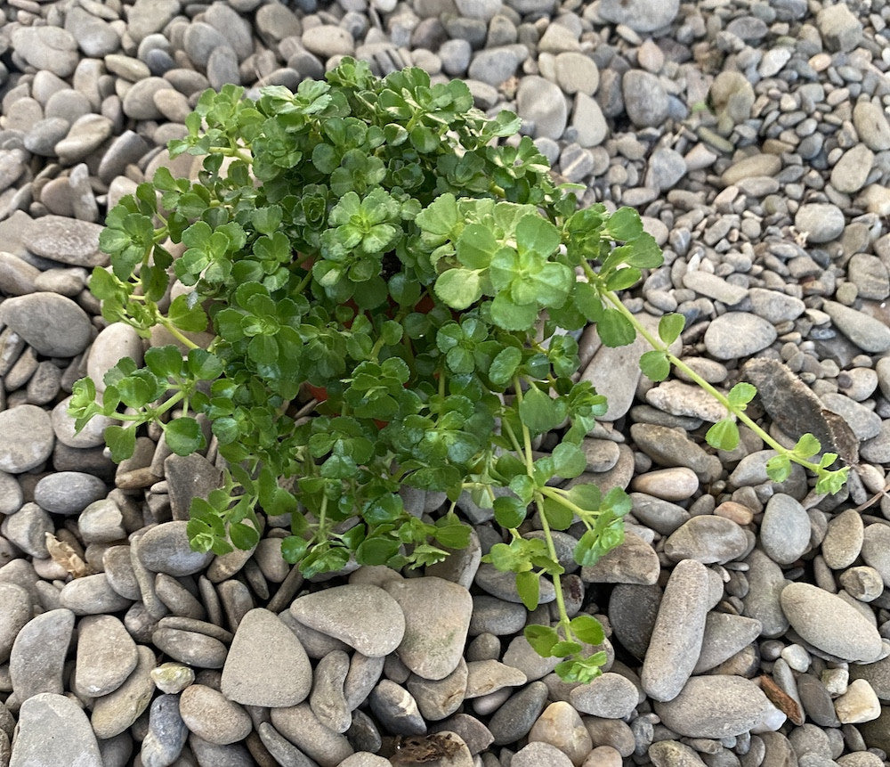 Pilea depressa - Baby Tears