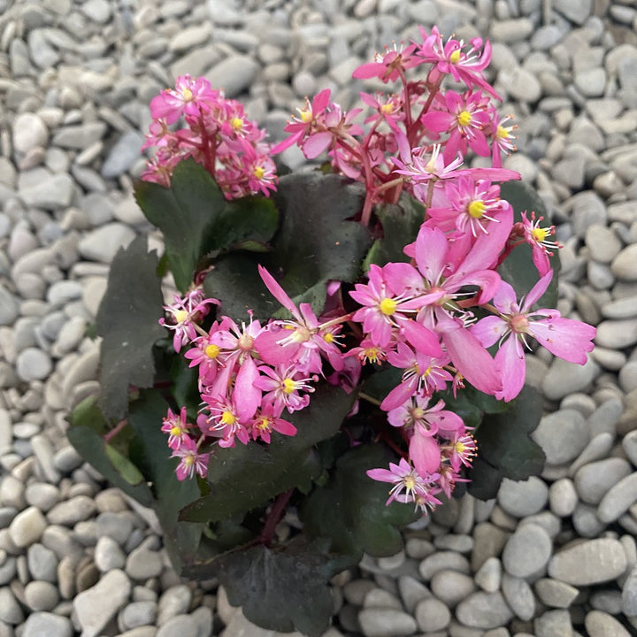 Saxifraga Dancing Pixies - flori ciclam