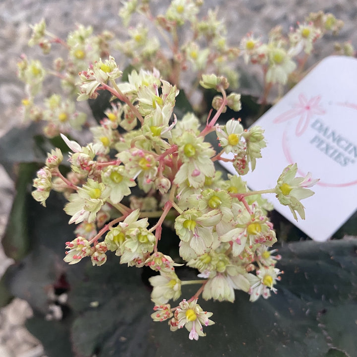 Saxifraga Dancing Pixies - flori galbene