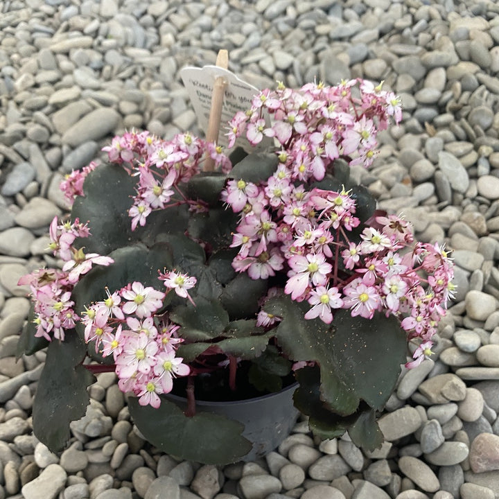 Saxifraga Dancing Pixies - flori roz pal