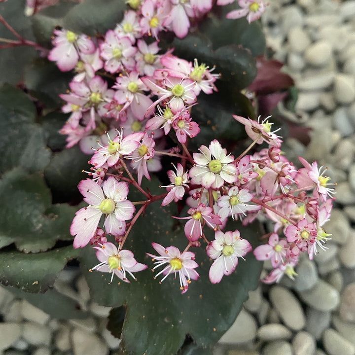 Saxifraga Dancing Pixies - flori roz pal