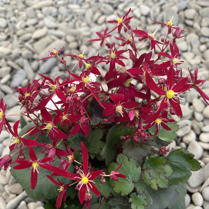 Saxifraga Dancing Pixies