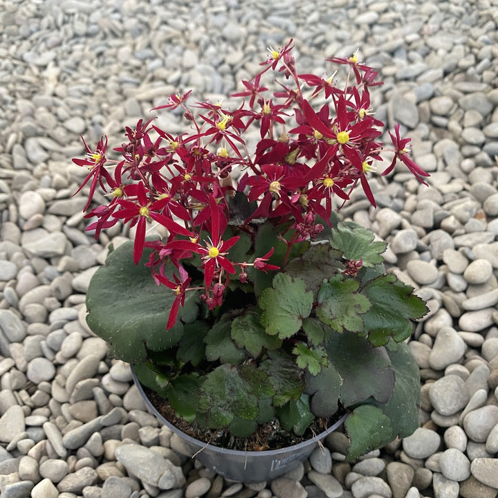 Saxifraga Dancing Pixies