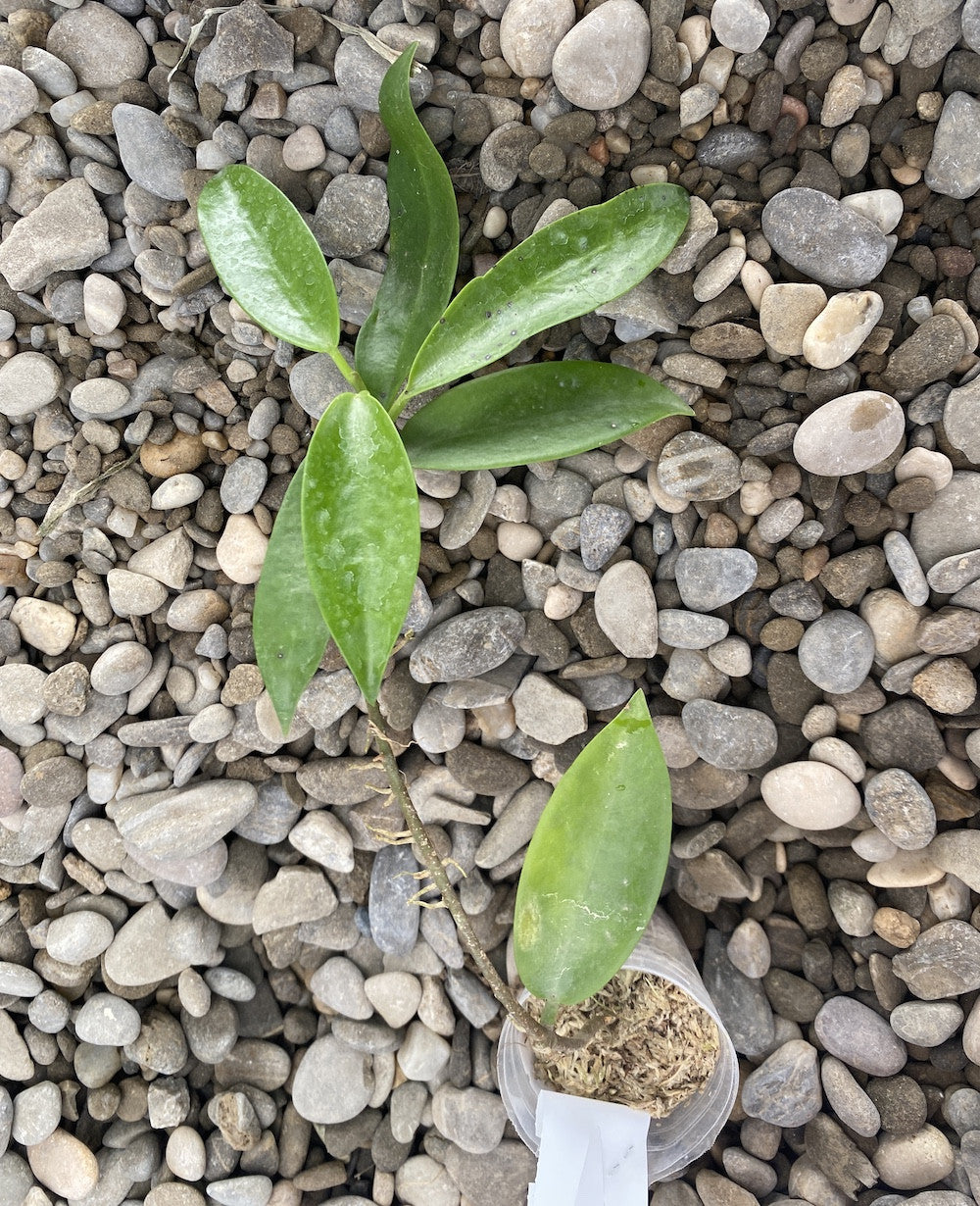 Hoya pubicalyx 'Pink Dragon'