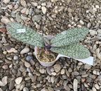 Phalaenopsis schilleriana (silver leaves) × stuartiana var. nobilis