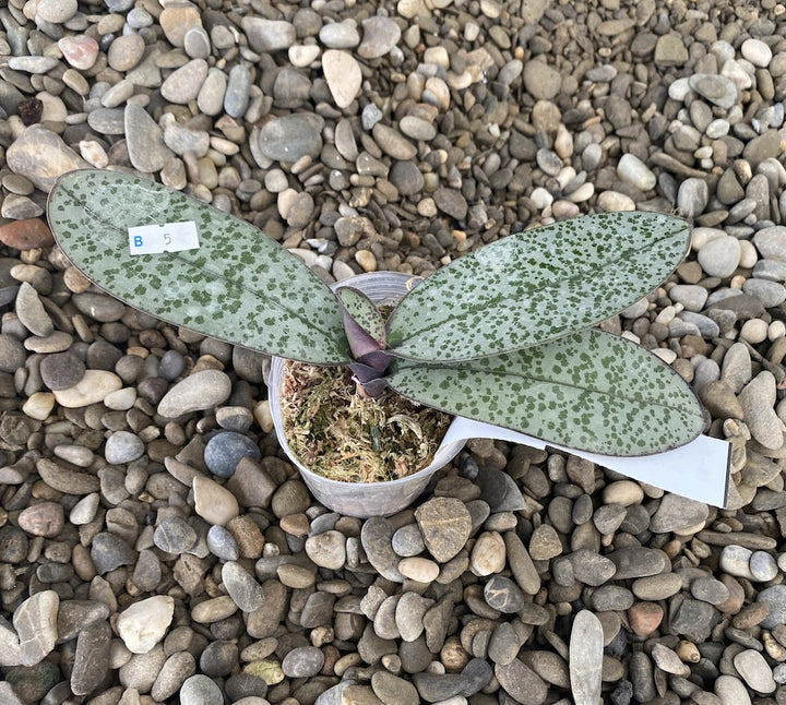 Phalaenopsis schilleriana (silver leaves) × stuartiana var. nobilis