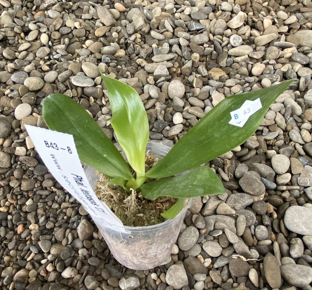 Phalaenopsis tetraspis 'C1' parfumata