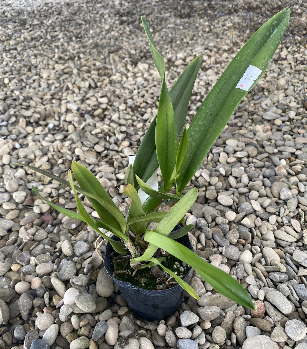 Lc. Rubescent Atreus 'Pinky'