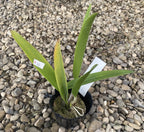 C. lueddemanniana var. rubra × sib